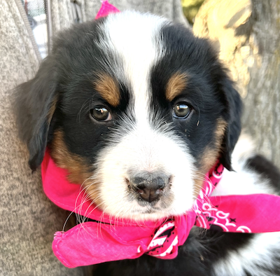 Buttercup became Cuppy and lives in Utah​