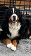 Bernese Mountain Dog
