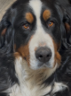 Rosie